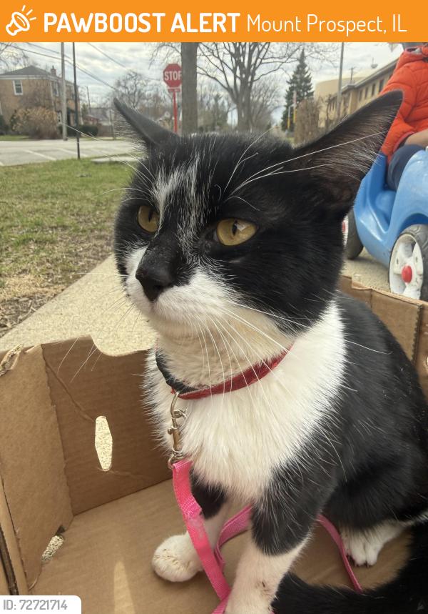 Found/Stray Male Cat last seen Maple ct, Mount Prospect, IL 60056