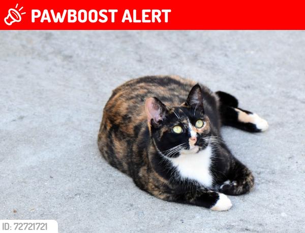 Lost Female Cat last seen intersection of OShields & Blackstock Roads, Spartanburg County, SC 29374