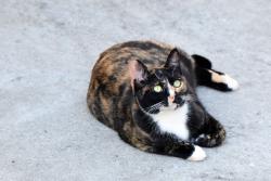 Lost Female Cat last seen intersection of OShields & Blackstock Roads, Spartanburg County, SC 29374