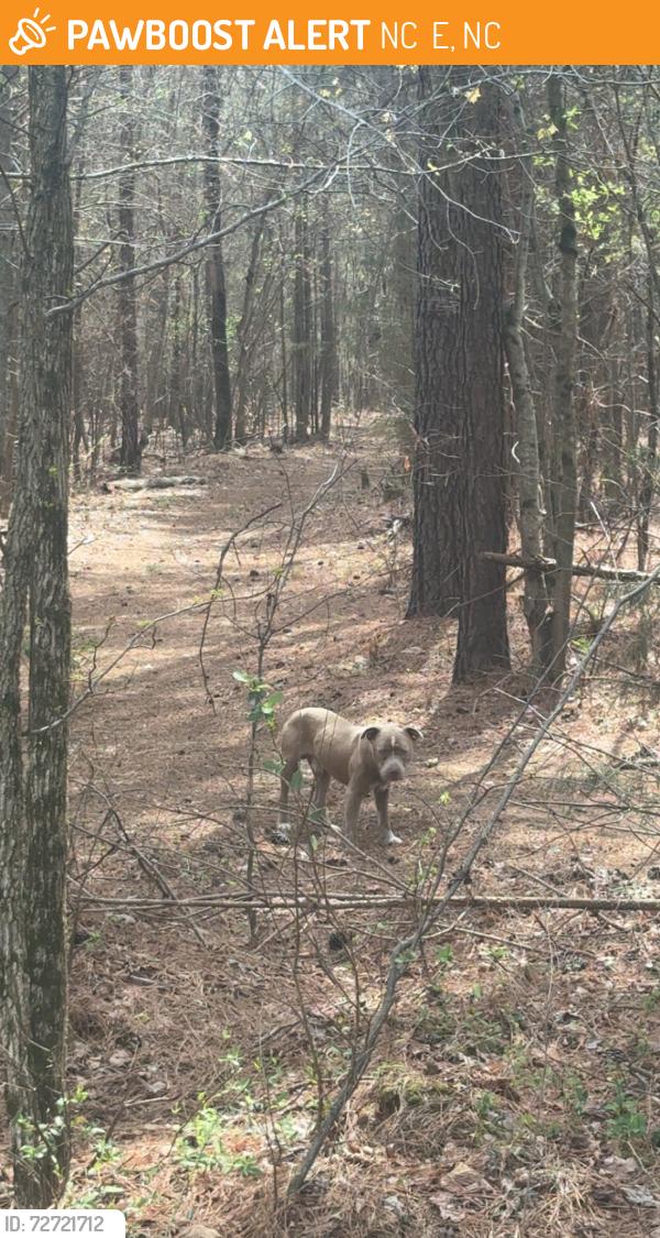 Found/Stray Male Dog last seen Not far from Alamance battleground I live like a mile away, NC 62 E, NC 27283