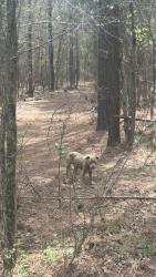 Found/Stray Male Dog last seen Not far from Alamance battleground I live like a mile away, NC 62 E, NC 27283