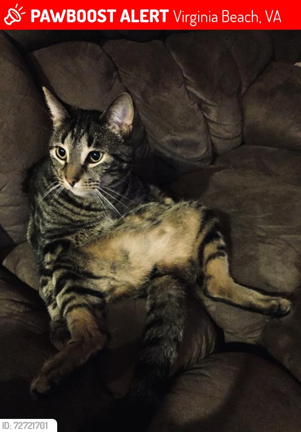 Lost Male Cat last seen Upton , Virginia Beach, VA 23454