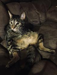 Lost Male Cat last seen Upton , Virginia Beach, VA 23454