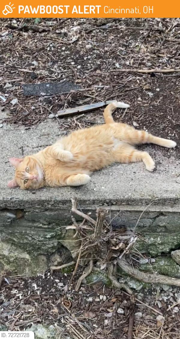Found/Stray Male Cat last seen Considine Ave , Cincinnati, OH 45204