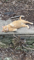Found/Stray Male Cat last seen Considine Ave , Cincinnati, OH 45204