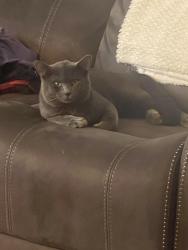 Lost Male Cat last seen 240th St , Maple Valley, WA 98038