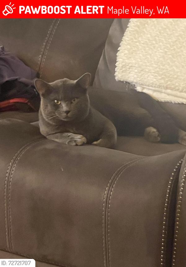 Lost Male Cat last seen 240th St , Maple Valley, WA 98038