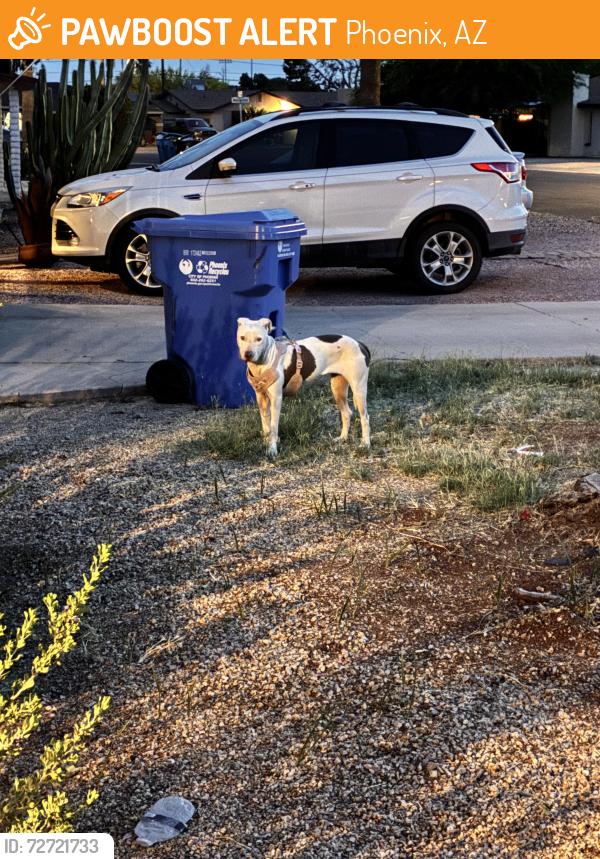 Found/Stray Female Dog last seen 32nd Ave and Camelback , Phoenix, AZ 85017