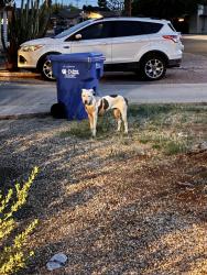 Found/Stray Female Dog last seen 32nd Ave and Camelback , Phoenix, AZ 85017
