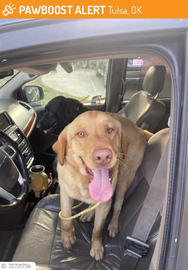 Found/Stray Unknown Dog last seen 61st and Peoria, Tulsa, OK 74105