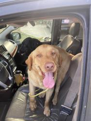 Found/Stray Unknown Dog last seen 61st and Peoria, Tulsa, OK 74105