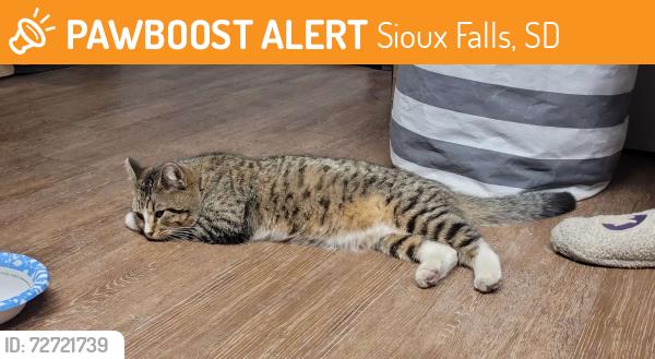 Found/Stray Male Cat last seen University of Sioux Falls , Sioux Falls, SD 57105