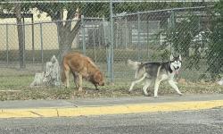Found/Stray Unknown Dog last seen Crocket Park, McAllen, TX 78501