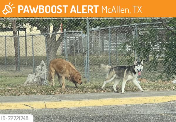 Found/Stray Unknown Dog last seen Crocket Park, McAllen, TX 78501
