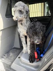 Found/Stray Unknown Dog last seen Davis Road, Palm Springs, FL 33461