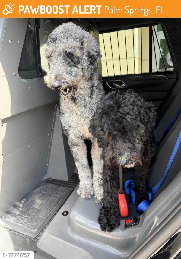 Found/Stray Unknown Dog last seen Davis Road, Palm Springs, FL 33461