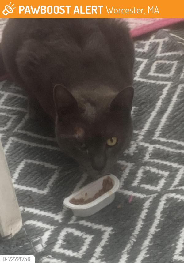 Found/Stray Male Cat last seen Cutler Houghton street Worcester ma, Worcester, MA 01604