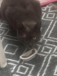 Found/Stray Male Cat last seen Cutler Houghton street Worcester ma, Worcester, MA 01604