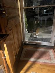 Lost Male Cat last seen Barnum & Seward st , West Babylon, NY 11704