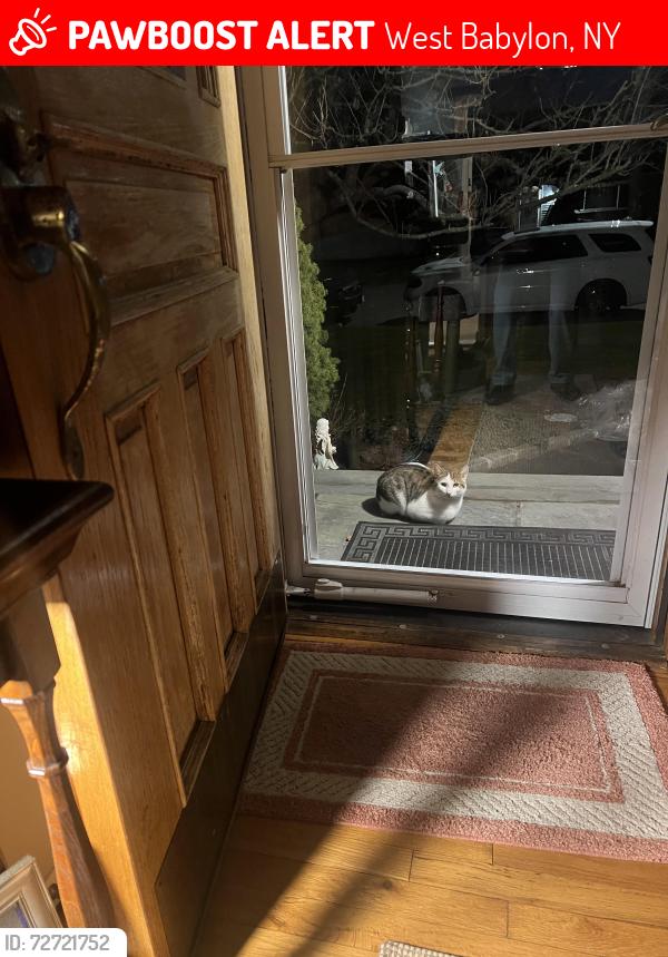 Lost Male Cat last seen Barnum & Seward st , West Babylon, NY 11704