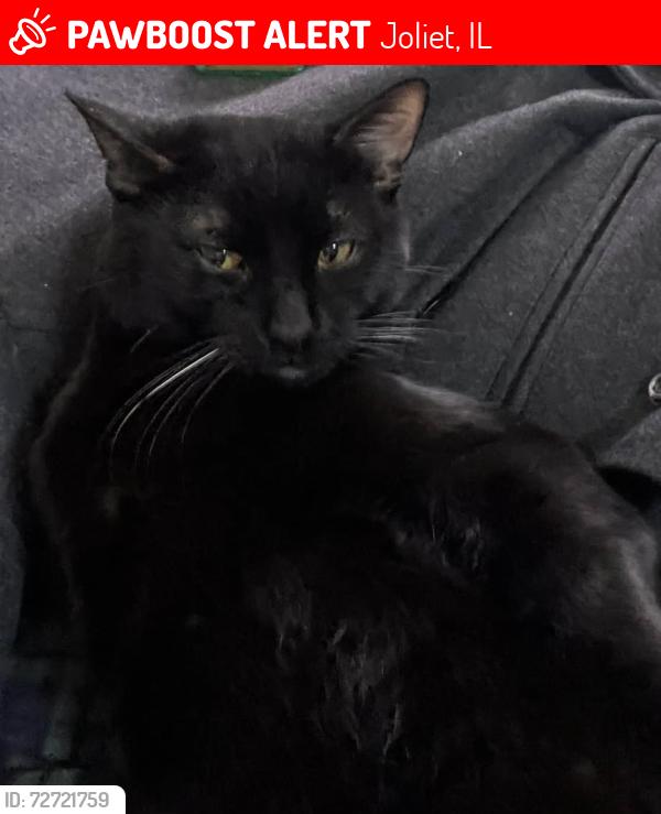 Lost Male Cat last seen Ruby & Vine, Joliet, IL 60435