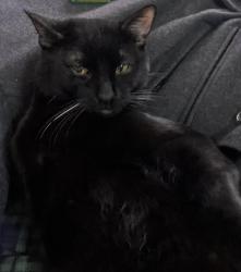 Lost Male Cat last seen Ruby & Vine, Joliet, IL 60435