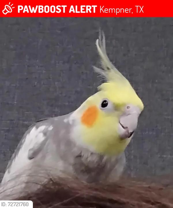 Lost Male Bird last seen Down the road from the Cove animal shelter and fire station, Kempner, TX 76539