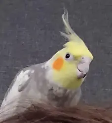 Lost Male Bird last seen Down the road from the Cove animal shelter and fire station, Kempner, TX 76539