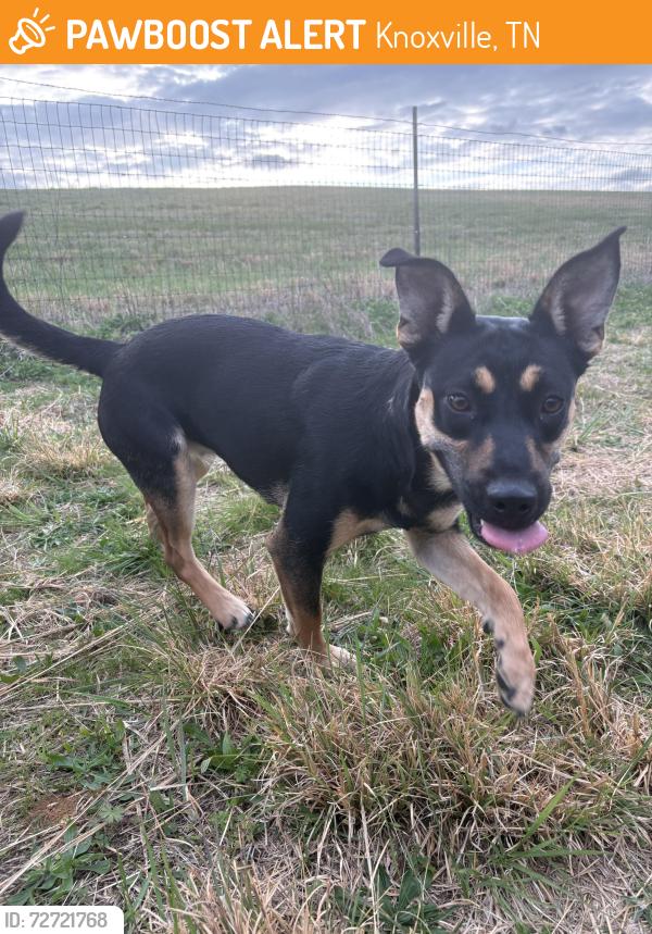 Found/Stray Female Dog last seen Oakridge Hwy, Knoxville, TN 37931