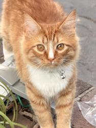 Lost Male Cat last seen Oakley area, Asheville, NC 28803
