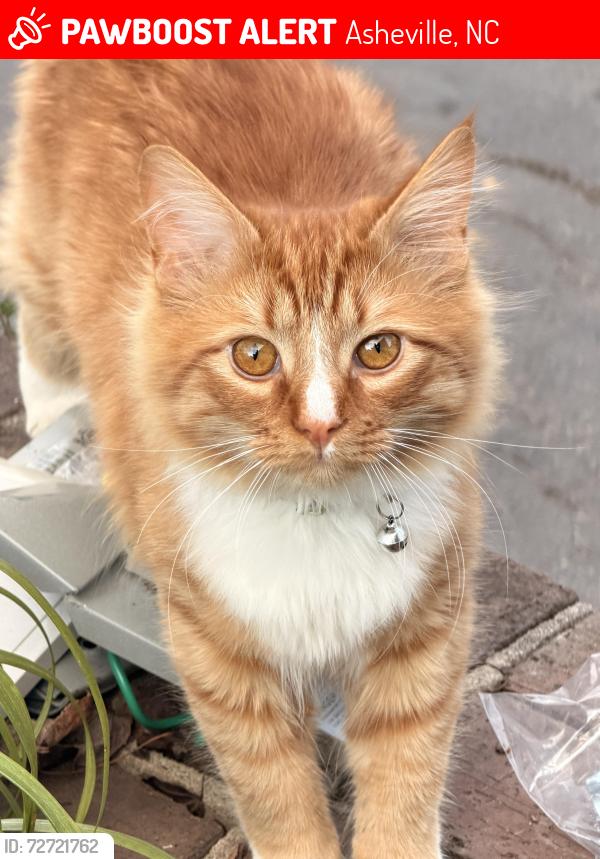 Lost Male Cat last seen Oakley area, Asheville, NC 28803