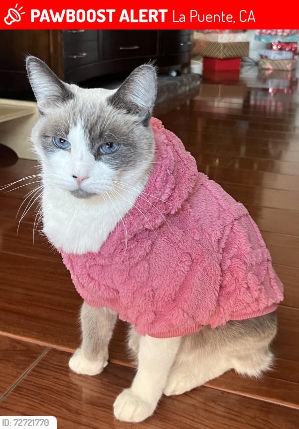 Lost Male Cat last seen Firegrove st., La Puente, CA 91744