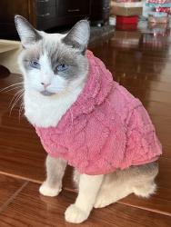 Lost Male Cat last seen Firegrove st., La Puente, CA 91744