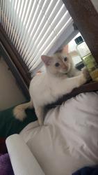 Lost Male Cat last seen West Saint Paul 55118 Como Ave , dale street , front avenue Saint Paul mn , West Saint Paul, MN 55118