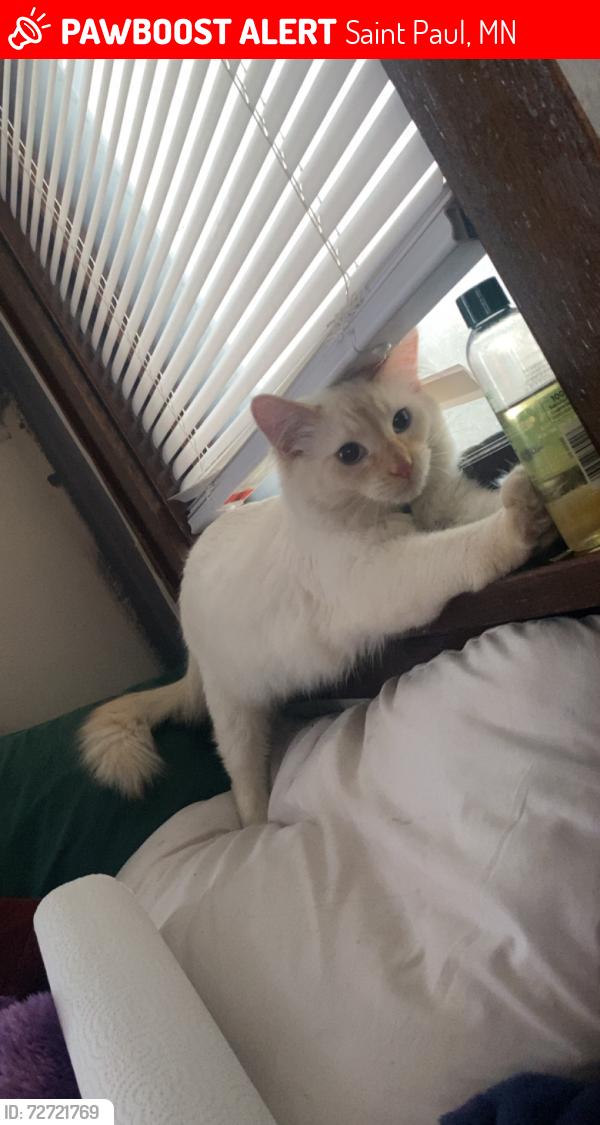 Lost Male Cat last seen West Saint Paul 55118 Como Ave , dale street , front avenue Saint Paul mn , West Saint Paul, MN 55118