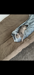 Lost Female Cat last seen end of cul-de-sac on River Park Dr. , Loves Park, IL 61111