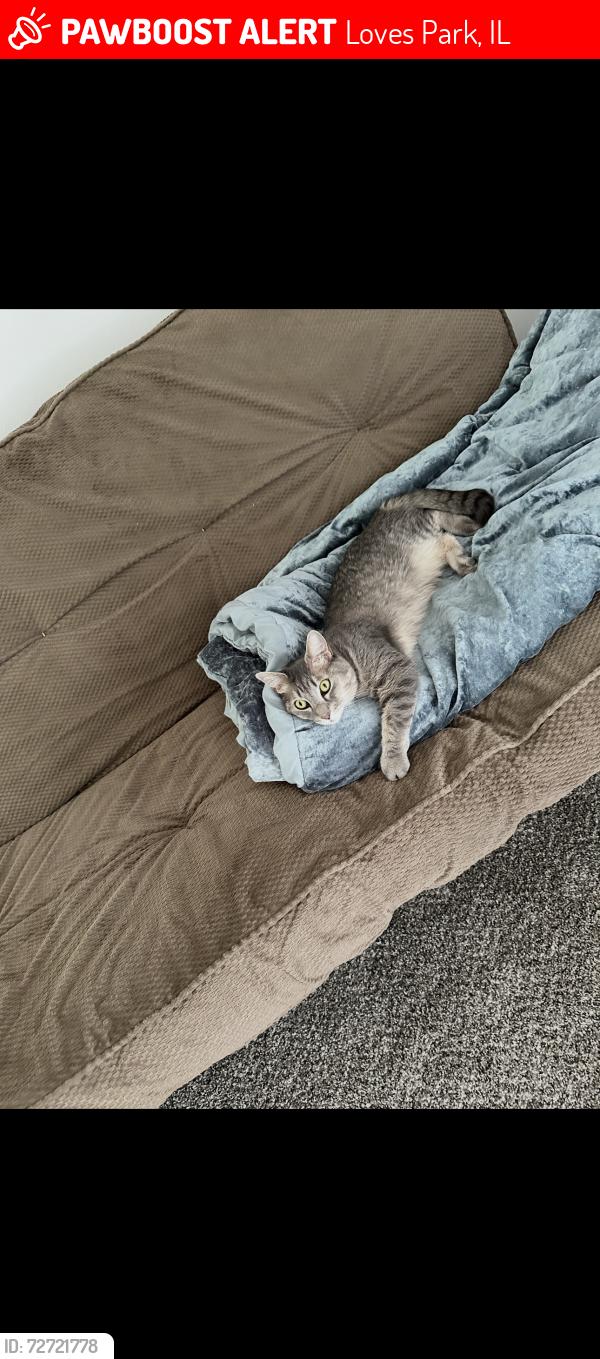 Lost Female Cat last seen end of cul-de-sac on River Park Dr. , Loves Park, IL 61111
