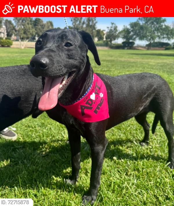 Lost Female Dog last seen Houston & holder , Buena Park, CA 90621
