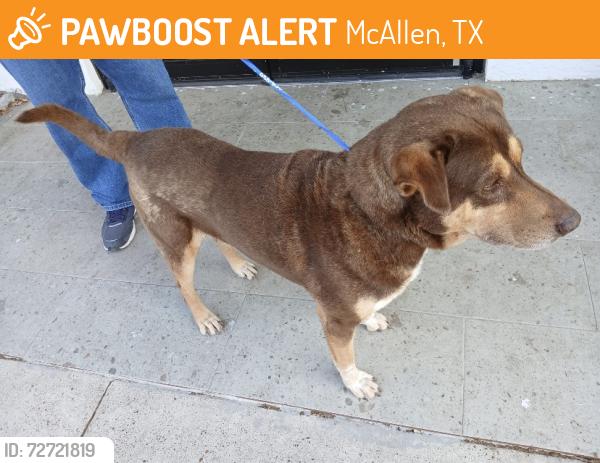 Found/Stray Unknown Dog last seen McAllen Convention Center, McAllen, TX 78501