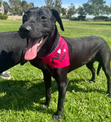 Lost Female Dog last seen Houston & holder , Buena Park, CA 90621