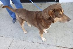 Found/Stray Unknown Dog last seen McAllen Convention Center, McAllen, TX 78501