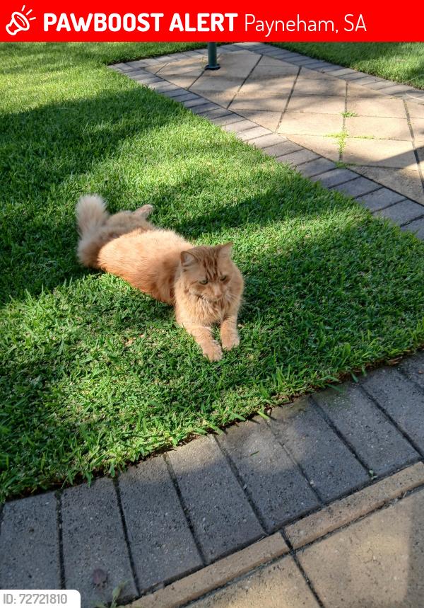 Lost Female Cat last seen Near payneham in payne st, Payneham, SA 5070