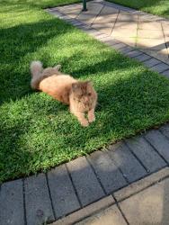 Lost Female Cat last seen Near payneham in payne st, Payneham, SA 5070