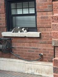 Found/Stray Unknown Cat last seen Near W Glenlake, Chicago, IL 60660