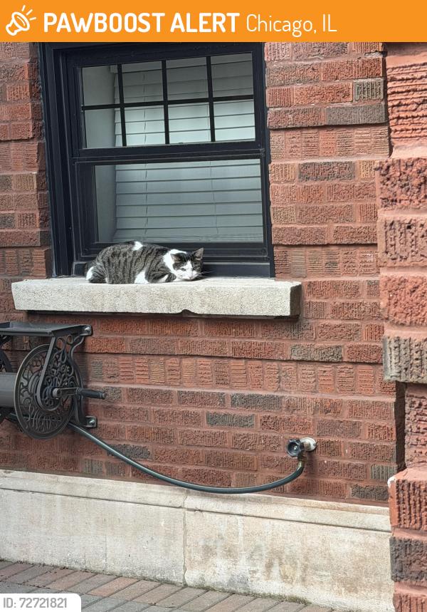 Found/Stray Unknown Cat last seen Near W Glenlake, Chicago, IL 60660