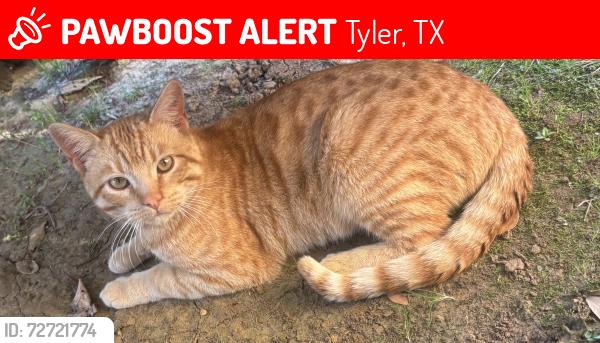 Lost Male Cat last seen Waunell and Tipton , Tyler, TX 75701