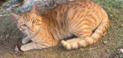 Lost Male Cat last seen Waunell and Tipton , Tyler, TX 75701