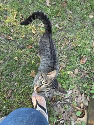 Found/Stray Female Cat last seen Near w washington st, Coats, NC 27521