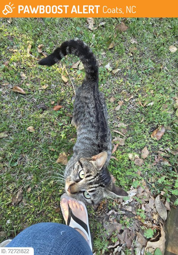 Found/Stray Female Cat last seen Near w washington st, Coats, NC 27521