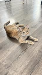 Found/Stray Female Cat last seen Eastpoint Blvd, Baytown, TX 77521